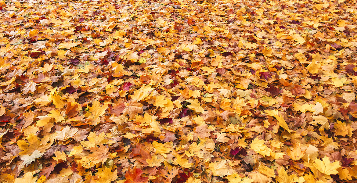 Leanda's favourite AW15 pieces