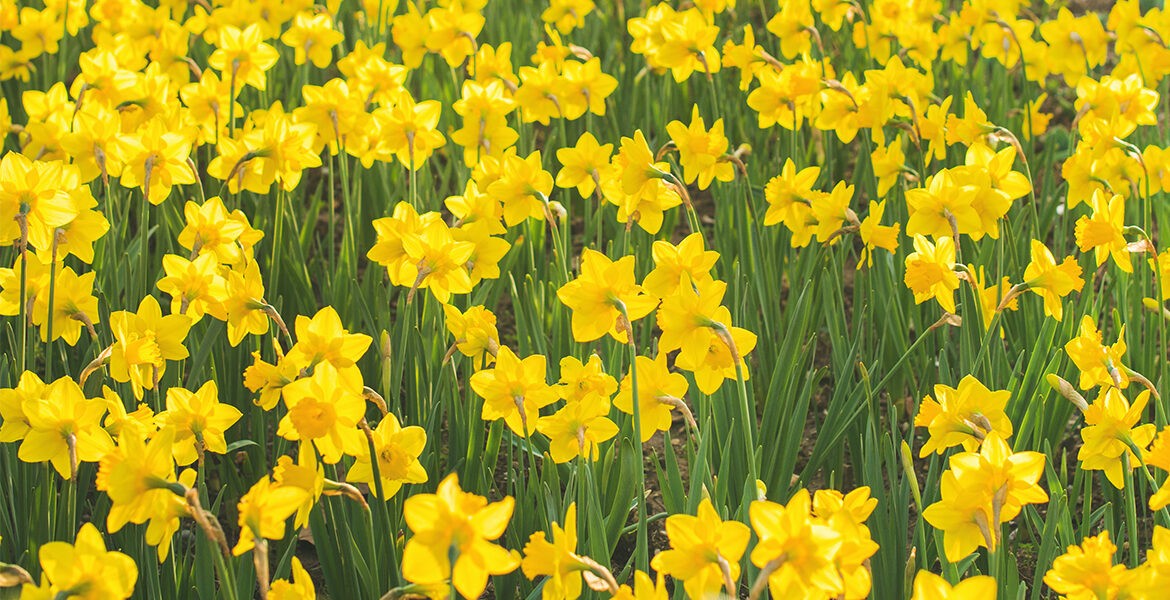 Simple Spring Dresses